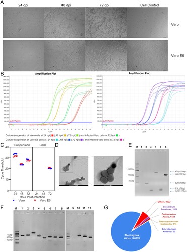 Figure 1. Isolation and identification of WIBP-MPXV-001. (A) Cytopathic effects of Vero and Vero E6 cells at 24, 48, and 72 hpi, with cell control. (B), (C) RT-PCR amplification plot and cycle threshold of culture suspension and infected cells. (D) Electron microscopy of WIBP-MPXV-001. (E) Conventional polymerase chain reaction products of WIBP-MPXV-001. M, size maker; lane 1,blank; lane 2, B2R; lane 3, A39R; lane 4, ATI; lane 5, F3L; lane 6, HA. (F) Conventional polymerase chain reaction products of 43 InDels and 8 SNP mutations of WIBP-MPXV-001 compared with the mpox/PT0001/2022. (G) Metagenomics analysis of next-generation sequencing of cells infected with the virus.