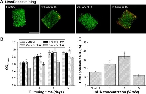 Figure 3 Cell viability, proliferation, and osteodifferentiation potential encapsulated in GelMA/nHA microgels.Notes: (A) Live/Dead staining showed that cell viability was not jeopardized in the 1% and 2% nHA groups, as compared to the pure GelMA group. However, dead cell number increased in the 3% nHA group (scale bar: 800 μm). MTT (B) and BrdU incorporation results (C) showed that hPDLSCs survived and proliferated better in the 2% nHA group than in other groups (*P<0.05). (D) Representative images of hPDLSCs encapsulated in microgels of different nHA concentrations after 10 days of osteoinductive culture (stained with Alizarin Red S staining, scale bar: 100 μm). (E) Relative expressions of ALP, BSP, RUNX2, and OCN of hPDLSCs (*P<0.05). Error bars represent the standard deviation of measurements performed on at least five samples.Abbreviations: GelMA, gelatin methacrylate; hPDLSCs, human periodontal ligament stem cells; nHA, nanohydroxylapatite; MTT, 3-(4,5-dimethylthiazol-2-yl)-2,5-diphenyl tetrazolium bromide; ALP, alkaline phosphatase; BSP, bone sialoprotein; RUNX2, runt-related transcription factor 2; OCN, osteocalcin.