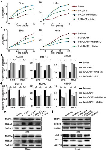 Figure 4. The oncogenic activity of CCAT1 partially negatively regulates miR-181a-5p and then modulates MMP14 and HBEGF. (a) Cell viabilities of the SiHa and HeLa cells transduced with lv-CCAT1 and then transfected with miR-181a-5p mimic or (b) lv-shCCAT1 and then transfected with miR-181a-5p inhibitor. The cell viability was measured by the CCK-8 assay. (c) The relative mRNA expression of CCAT1, MMP14 and HB-EGF in SiHa and HeLa cells transduced with lv-CCAT1 and then transfected with miR-181a-5p mimic or (d) transduced with lv-shCCAT1 and then transfected with miR-181a-5p inhibitor. (e) The protein expression of MMP14 and HB-EGF in SiHa and HeLa cells transduced with lv-CCAT1 and then transfected with miR-181a-5p mimic or (f) transduced with lv-shCCAT1 and then transfected with miR-181a-5p inhibitor. Lv-CCAT1 and lv-con, CCAT1 overexpression lentivirus and its control lentivirus, respectively. Lv-shCCAT1 and lv-shcon, CCAT1 knockdown lentivirus and its control lentivirus, respectively.