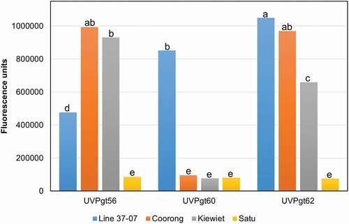 Fig. 7 (Colour online) Quantification of the WGA-FITC probe (wheat germ agglutinin fluorescein isothiocyanate conjugate) bound with fungal chitin for pathotypes UVPgt56, UVPgt60 and UVPgt62 of Puccinia graminis f. sp. tritici measured 16 days post-inoculation for the susceptible wheat variety Line 37–07 and the triticale cultivars Coorong, Kiewiet and Satu. Least significant differences (LSD) among lines for fluorescence measurements were calculated as 101 267 (P ≤ 0.05, supplementary table), i.e. means with the same LSD symbol do not differ significantly from each other