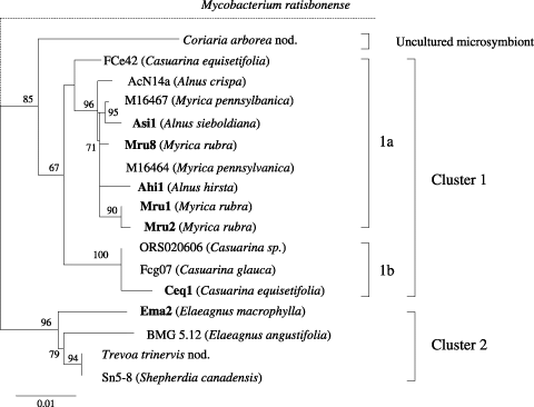 Figure 2  Phylogeny of Frankia shown using a neighbor-joining tree of 16S rDNA sequences. Bootstrap values are based on 1,000 samplings; those above 50% are shown. The position of the outgroup species (Mycobacterium ratisbonense) is indicated by dashed lines. Host plants are shown in parentheses. The seven Frankia strains characterized in the present study are shown in bold.