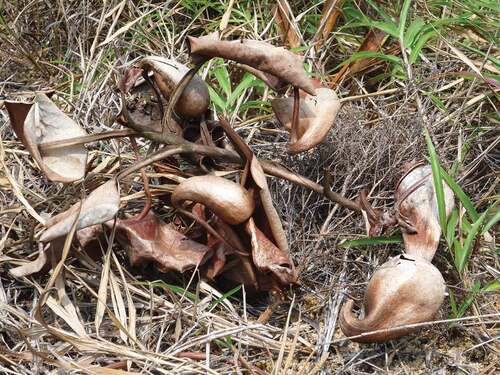 Figure 5. Dead specimens of Nepenthes clipeata on Gunung Kelam, West Kalimantan, Indonesia, that are the remains of plants left by poachers. Photographic credit: M. Mansur.