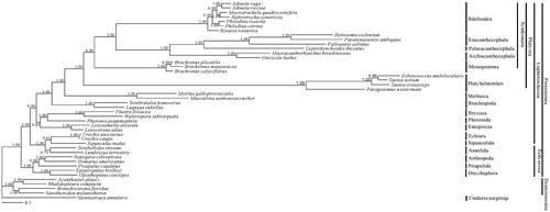 Figure 1. Bayesian phylogenetic tree inferred from amino acid sequence dataset of nine protein-coding genes for 44 metazoan mitochondrial genomes. The tree shows the topology based on concatenated data of nine mitochondrial encoded protein sequences (cox1, atp6, nad4L, nad4, nad5, cob, nad1, cox2, cox3). Reconstruction was performed by MrBayes version 3.2. The numerical values near internal nodes represent Bayesian posterior probability (BPP) values.