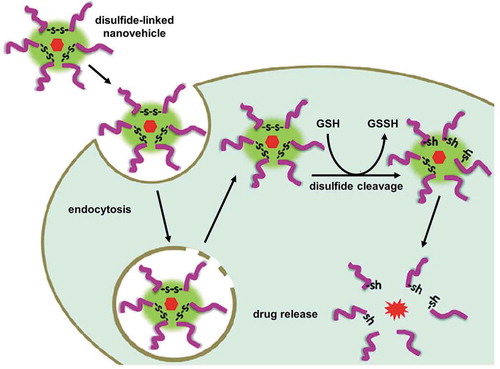 Figure 6. Internalization of a redox-sensitive nanocarrier, cleavage of disulfide linker and drug release inside cells. Disulfide-linked nanocarrier is stable outside the tumor microenvironment with low level of GSH. However, the disulfide bond of this nanocarrier is reduced to thiol groups after endocytosis inside the tumor cell with high level of GSH resulting in the dissociation of the nanostructure and release of the encapsulated drugs. Reproduced with permission [Citation117]