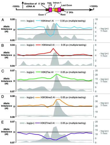 Figure 2. Global characterization of allelic chromatin modifications around transcripts with differential allelic expression Allelic imbalance plotted for the 5 histone modifications across 3513 transcripts demonstrating allelic expression: (A) H3K4me1, (B) H3K4me3, (C) H3K27ac, (D) H3K36me3, (E) H3K27me3. Colored lines indicate average AI calculated using AI data for 25 bins of 10 kb, 2 kb upstream of TSS, 1st exon, 1st intron (1st 2 kb max), rest of transcript, last exon, 2 kb downstream of TES, and 25 bins of 10 kb further upstream of TSS. Grey plots show the –log (P value) for each bin, calculated via T-test, using as a baseline AI value the mean AI of the 2bins at the 250 kb upstream and downstream of TSS and TES respectively. Gray dotted lines indicate where P = 0.05 (corrected for multiple testing).