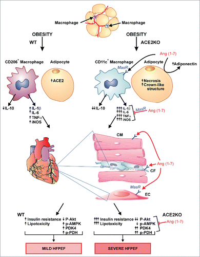 Figure 1. Role of ACE2 and Ang 1–7 in obesity associated epicardial adipose tissue (EAT) inflammation and cardiac dysfunction. Obesity results in ACE2 upregulation in the adipose tissue of WT mice along with the greater increase in alternatively activated CD206+ macrophages resulting in mild EAT inflammation, cardiac insulin resistance and metabolic impairment leading to mild heart failure with preserved ejection fraction (HFPEF). Obesity in ACE2KO mice results in increased EAT inflammation, worsened cardiac insulin resistance, lipotoxicity and metabolic impairment leading to worsened HFPEF. Angiotensin 1–7 suppresses the EAT inflammation, increases myocardial adiponectin levels and attenuates HFPEF by suppressing the lipotoxicity and correcting the metabolic alterations. ACE2KO: ACE2-null; AMPK: AMP-activated protein kinase; Ang 1–7: Angiotensin 1–7; IL: interleukin; iNOS: inducible nitric oxide synthase; PDH: pyruvate dehydrogenase; PDK4: pyruvate dehydrogenase kinase-4; TNFα: tumor necrosis factor-α; WT: wildtype.