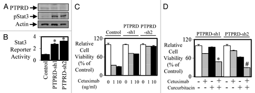 Figure 6. Knockdown of PTPRD leads to enhanced STAT3 activity and enhanced resistance to anti-EGFR therapy. DIFI cells were stably transfected with control or PTPRD shRNA (PTPRD-sh1 and PTPRD-sh2) and then assessed for (A) PTPRD and phospho-STAT3 expression by western blot and (B) STAT3 transcriptional activity was determined using a bioluminometer, 24 h after infection with the Ad-APRE-luc adenovirus. Data are expressed as relative luciferase activity relative to DIFI control cells (*P < 0.05). DIFI control, DIFI-PTPRD-sh1, and DIFI-PTPRD-sh2 were treated with (C) cetuximab (0, 1, or 10 µg/ml) for 72 h and cell viability was determined using a commercially available Cell Titer-Glo kit and samples read on a bioluminometer. Data are expressed as % viability compared with untreated control cells ± SD. DIFI-PTPRD-sh1 and DIFI-PTPRD-sh2 cells were treated (in triplicate) with (D) control, cetuximab, curcurbitacin, or a combination of both for 72 h. Cell viability was determined as outlined above (*P < 0.05; #P < 0.01).