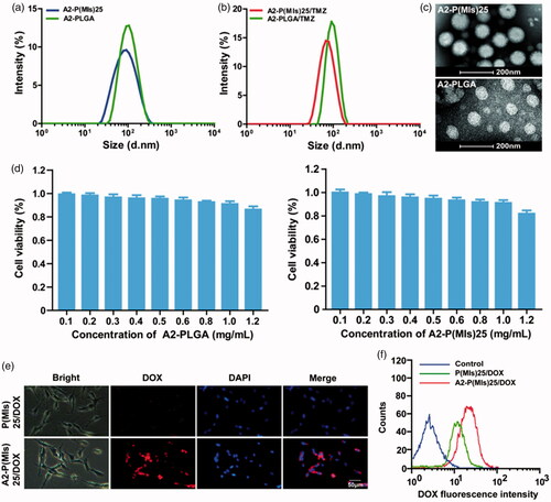 Figure 2. (a) Size distribution of A2-PLGA and A2-P(MIs)25. (b) Size distribution of A2-PLGA/TMZ, and A2-P(MIs)25/TMZ. (c) TEM images of A2-P(MIs)25 and A2-PLGA. (d) The viability of C6 cells cultured with different concentration of A2-PLGA and A2-P(MIs)25 for 48 h by MTT assay. (e) Intracellular release of DOX from P(MIs)25/DOX and A2-P(MIs)25/DOX. Samples were incubated with C6 cells treated with P(MIs)25/DOX and A2-P (MIs)25/DOX for 2 h. Scale bar: 50 μm. (f) Cellular uptake of P(MIs)25/DOX and A2-P(MIs)25/DOX was analyzed by flow cytometry after a 2 h incubation.