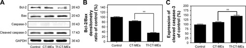 Figure 6 (A) Expression of Bcl-2, Bax, caspase-3, and cleaved caspase-3 proteins was detected in HeLa cells by Western blot analysis. (B) Ratio of Bcl-2/Bax of each group normalized to control (n=3). (C) Ratio of cleaved caspase-3 normalized to control (n=3). **P<0.01 vs control.Abbreviations: CT-MEs, tripterine-loaded coix seed oil microemulsion; Tf-CT-MEs, transferrin-modified tripterine-loaded coix seed oil microemulsion.