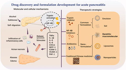 Figure 1. The cellular events in acute pancreatitis and therapy strategies.