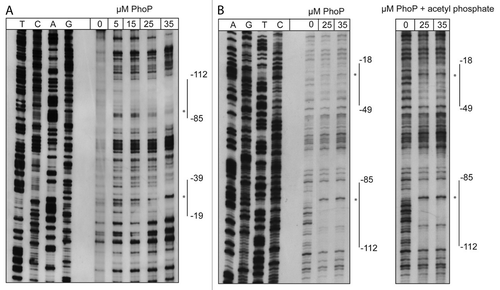 Figure 6. DNase I footprinting of PhoP with the csrC regulatory region. Sense (A) and antisense (B) csrC-probes were DIG-labeled and incubated with increasing amounts of purified His-PhoP or His-PhoP preincubated with acetyl phosphate. DNA or PhoP–DNA complexes were digested with DNase I and separated on a 6% polyacrylamide gel. Lanes T, C, A, and G represent the Sanger sequencing reactions. The DNase I protected regions are indicated with vertical bars, hypersensitive regions are marked with an asterisk. The numbers indicate the nucleotide positions upstream of csrC.