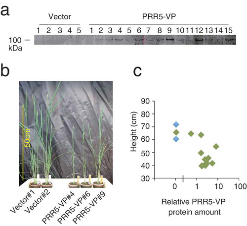 Figure 2. Transgenic rice expressing PRR5-VP. (a) Accumulation of PRR5-VP protein in T0 transgenic rice. The numbers indicate independent transgenic rice lines. Two acrylamide gels were used (left and right of the red line), but immunoblotting was performed in a same experiment. Original gel images are shown in Supplemental Figure 1. (b) Photograph of PRR5-VP rice. Rice plants regenerated from callus on the same day are shown. (c) Relationship between plant height and relative PRR5-VP protein amount. Blue and green dots are vector and PRR5-VP plants, respectively.