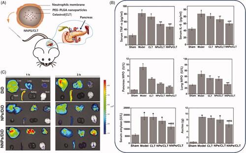 Figure 6. (A) Schematic diagram of structure and administration of CLT loaded PEG-PLGA nanoparticles coated by neutrophils membrane (NNPS/CLT) for acute pancreatitis therapy. (B) Pro-inflammatory cytokines level, and MPO level, serum amylase level and ascites in each group treated by CLT or CLT loaded PEG-PLGA nanoparticles (NPS/CLT) or NNPS/CLT. (C) Drug distribution in each group treated by DID labeled NPS (NPS/DID), DID labeled NNPS (NNPS/DID) was investigated by imaging analysis (Zhou et al., Citation2019).