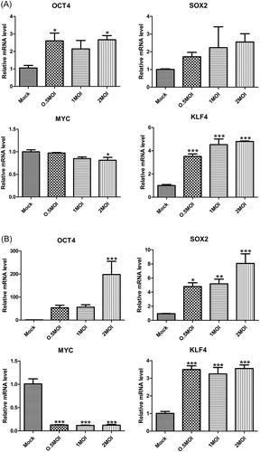 Figure 3. Gene expression of Yamanaka factors in A549 cells (A) and HEK293T cells (B) with H5N1 virus infection.Note: Overnight cell cultures seeded 12-well plates were inoculated with 0.5 MOI, 1 MOI and 2MOI H5N1 virus and incubated for 36 h. Quantitative data (mean ± SEM) from at least three independent experiments were normalized to β-actin. *p < 0.05; **p < 0.01; ***p < 0.001. The mock group was inoculated with sterile allantoic fluid.