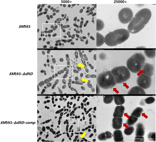 Figure 3. Transmission electron microscopy. The red arrows point to increased divisions and the yellow arrows point to damaged cells.