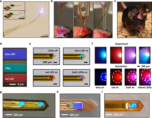 Figure 3. Micro-LEDs for optogenetic stimulations. a) Photograph of a wireless micro-LEDs optogenetic probe type stimulator and the device unconnected (top) and connected (bottom) to the power system. b) Photographs of the injection and release process of the microneedle. c) Photograph of the freely moving mouse with the wireless stimulator. Reproduced with permission [Citation21]. Copyright 2013, AAAS. d) SEM image of a wireless dual-color optogenetic probe. e) Optical image of four different control models of the probe showing the independent control of different color micro-LEDs. f) Experimental photographs and simulated results of blue and red light propagation from a probe implanted in the brain. Reproduced with permission [Citation41]. Copyright 2022, Nature Publishing Group. g) Photograph of a dual-channel optogenetic stimulation probe. Reproduced with permission [Citation69]. Copyright 2022, Cell Press. h) Photograph of an optogenetic probe composed of micro-LED and micro-PD. Reproduced with permission [Citation70]. Copyright 2018, National Academy of Sciences. i) Photograph of an optoelectrochemical probe composed of micro-LED and dopamine detector. Reproduced with permission [Citation40]. Copyright 2018, National Academy of Sciences. Copyright 2022, Nature Publishing Group.