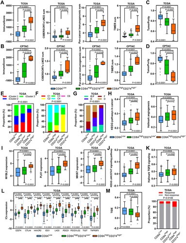 Figure 7 TME characteristics of the CD8AHighCD274High* subgroup. (A and B) Boxplots showing the total immune infiltrates based on ESTIMATE, CIBERSORTx, Pan-cancer immunogenomic analysis signature and TIMER for each CD8A/CD274 subtype in TCGA (a) and CPTAC protein (b) HCC cohorts. (C and D) Boxplots showing the total tumor purity based on the ESTIMATE algorithm for each CD8A/CD274 subtype in the TCGA (c) and CPTAC protein (d) HCC cohorts. (E–G) Stacked bar-plot showing the Chi-squared test of TCGA HCC subtype (e), TCGA immune subtype (f) and TCGA TME subtype (g) for each CD8A/CD274 subgroup in TCGA HCC cases. (H) Boxplots showing the levels of KEGG pathways in cancer and hallmark angiogenesis signatures for each CD8A/CD274 subtype in the TCGA HCC cohort. (I) Boxplots showing the expression of MYBL2, PLK1, and MKI67 for each CD8A/CD274 subtype in the TCGA HCC cohort. (J and K) Similar to (H), but for the KEGG JAK/STAT signaling pathway and hallmark TGF-β signaling signatures. (L) Boxplot showing the expression of ICs for each CD8A/CD274 subtype in the TCGA HCC cohort. (M) Boxplot showing the TIDE score for each CD8A/CD274 subtype in the TCGA HCC cohort (left). Stacked bar-plot showing the Chi-squared test of IC inhibitor-response status for each CD8A/CD274 subgroup in the TCGA HCC cohort (right).