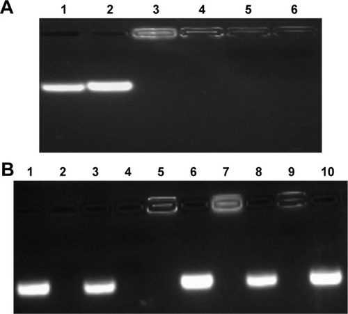 Figure 2 Agarose gel electrophoresis for the condensation ability of PEI25K toward Bcl-2 siRNA and DOX-Duplex (A) and the stability of nanocomplex in the presence of 50% FBS (B).Notes: (A) Lane 1: DOX-Duplex, lane 2: siRNA, lane 3: PEI/DOX-Duplex at a mass ratio of 1.0, lane 4: PEI/siRNA at a mass ratio of 1.0 and lanes 5 and 6: PEI/DOX-Duplex/siRNA at mass ratios of 1:1:1 and 2:1:1. (B) siRNA (lanes 1 and 2), DOX-Duplex (lanes 3 and 4), PEI25K/siRNA (mass ratio of 1.0, lanes 5 and 6), PEI25K/DOX-Duplex (mass ratio of 1.0, lanes 7 and 8) and PEI/DOX-Duplex/siRNA (mass ratio of 1:1:1, lanes 9 and 10) in the absence and presence of 50% FBS. The samples were pretreated with 4 mg/mL heparin before the agarose gel electrophoresis except for lanes 5, 7 and 9.Abbreviations: DOX, doxorubicin; FBS, fetal bovine serum; PEI, polyethylenimine.