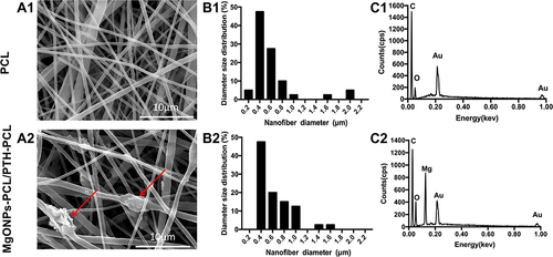 Figure 2 SEM image (A1, A2), fiber diameter distribution (B1, B2) and EDX spectra (C1, C2) of PCL and MgONPs-PCL/PTH-PCL membranes.