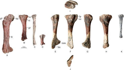 FIGURE 6. A–D, hind limb referred to Bashanosaurus primitivus (CLGPR V00006-1) from the Middle Jurassic of China. A, left femur in posterior view; B, left tibia in medial view; C, left fibula in lateral view; D, left metatarsal III in lateral view. E–J, right tibia referred to Bashanosaurus primitivus (CLGPR V00006-2) from the Middle Jurassic of China. E, anterior; F, lateral; G, posterior; H, media; I, dorsal; J, ventral. K, lateral view of fibula referred to Bashanosaurus primitivus (CLGPR V00006-2) from the Middle Jurassic of China. Abbreviations: cc, cnemial crest; ft, fourth trochanter; gr, groove; gt, greater trochanter; hd, head; lm, lateral malleolus; lp, lateral process; mm, medial malleolus; ri, ridge.