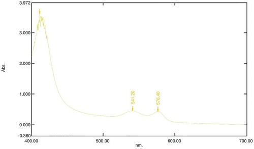 Figure 4. Absorption spectrum of 800 µl of 16 mM OxyHb in 10 Mm phosphate buffer at pH 7.6 with 100 µl of 10 mg/ml LAFRF for 3 h at 25°C.
