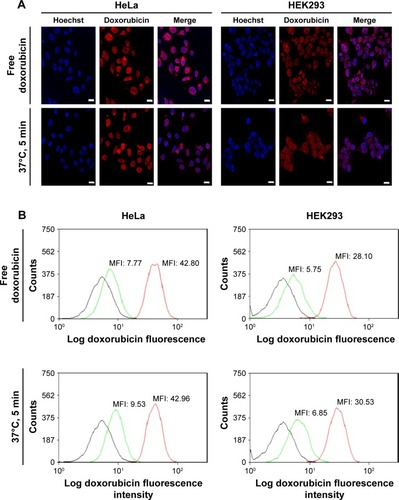 Figure 4 (A) Confocal microscopy images of HeLa and HEK293 cells 6 h after incubation with free doxorubicin and doxorubicin loaded onto cell-derived nanovesicles using Method A, 37°C for 5 min. Hoechst 33342 dye added for live cell visualization. Scale bars indicate 20 μm. (B) FACS analysis of HeLa and HEK293 cells after incubation with two formulations for 1 and 6 h, respectively. Black, green, and red lines indicate unstained cells (negative control), at 1-h incubation, and 6-h incubation, respectively.Abbreviations: FACS, flow activated cell sorting; MFI, mean fluorescence intensity.