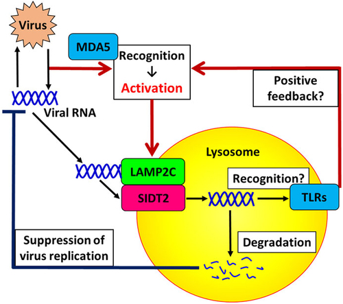 Figure 5. A schematic of our current model. Pattern recognition receptors (PRRs), such as MDA5, recognize pathogen-associated molecular patterns (PAMPs) such as dsRnas and upregulate RNautophagy/DNautophagy-related genes, to activate RNautophagy/DNautophagy. RNautophagy/DNautophagy contributes to clearance of viral nucleic acids, thereby suppressing virus replication. RNautophagy/DNautophagy may also contribute to the detection of PAMPs via endolysosomal TLRs by taking up viral nucleic acids into their recognition sites, which leads to induction of various anti-viral responses that may also include the activation of RNautophagy/DNautophagy as a positive feedback loop.