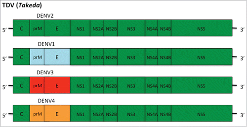 Figure 2. DENVax TDV consists of a live attenuated DENV-2 strain (TDV-2) and three chimeric viruses that contain the prM and E proteins of DENV-1, 3 and 4 on the attenuated DENV-2 genome backbone (TDV-1, -3 and -4).