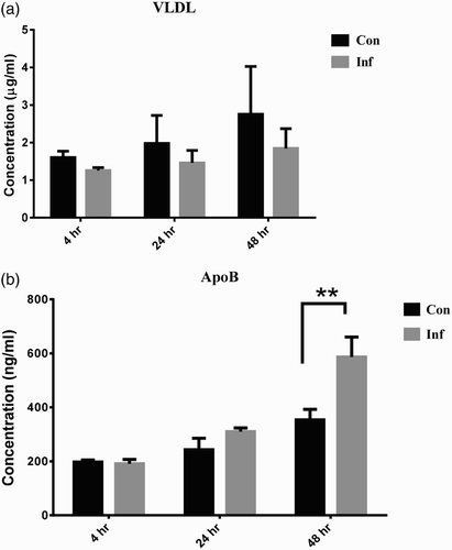 Figure 4. The lipoprotein concentrations of LMH-2A at 4, 24, and 48 hpi with SE. The VLDL secretion of LMH-2A (a) and the accumulation of ApoB in LMH-2A (b) at 4, 24, and 48 hpi with SE. Comparisons were made between SE-infected (Inf) and control (Con) LMH-2A cells co-incubated with β-oestradiol. Error bars indicate SEM values. Two asterisks represent significant differences (P < 0.01) between Inf and Con groups at the same time point.