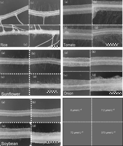 Figure 3 Root hair microscopy images (200× magnification) from rice, tomato, sunflower, onion and soybean grown in nutrient solutions with (a) 0, (b) 7.2, (c) 72 and (d) 373 μmol L−1 inosine. The scale bar is 0.5 mm.