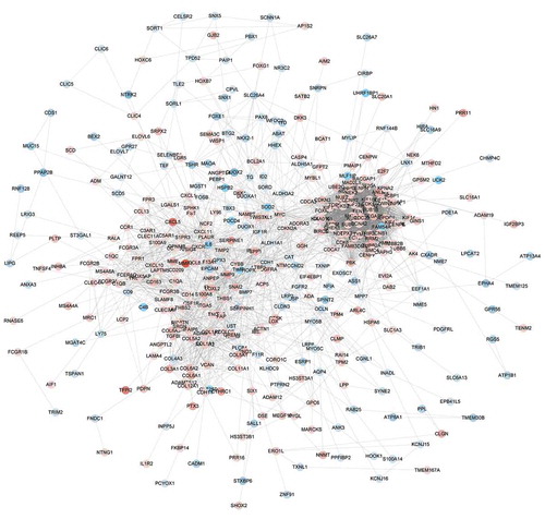 Figure 4. The protein-protein interaction network of ATC-specific DEGs. The PPI network was constructed by STRING and visualized by Cytoscape. Red nodes represented up-regulated DEGs. Blue nodes represented down-regulated DEGs.