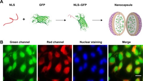 Figure 4 Intercellular delivery of NLS–GFP by the nanocapsules.Notes: (A) The scheme of preparation of the nanocapsules containing NLS–GFP. (B) Fluorescence distribution in Hela cells after exposure to nanocapsules. NLS could carry GFP into the nucleus after NLS–GFP was transduced into the cytosol. TRITC–BSA on the surface of the nanocapsules was left in the cytosol. Scale bar 20 μm.Abbreviations: NLS, nuclear location signal; GFP, green fluorescence protein; TRITC–BSA, tetramethylrhodamine–bovine serum albumin.