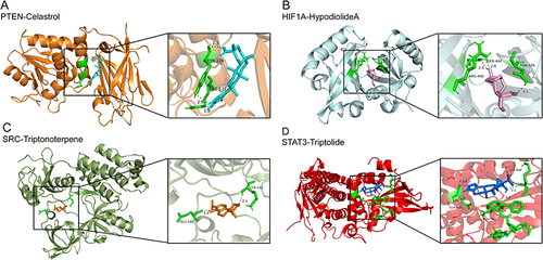 Figure 5 3D Docking conformations of the targets and the THH components with top 4 binding energy. (A) Celastrol and PTEN, (B) Hypodiolide A and HIF1A, (C) Triptonoterpene and SRC, (D) Triptolide and STAT3.