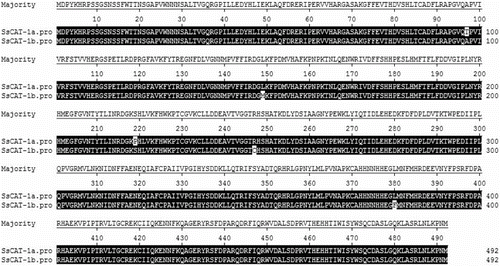 Figure 6. Alignment of the predicted protein sequences of SsCAT-1a and SsCAT-1b.