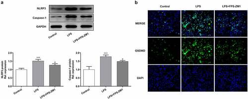 Figure 5. Suppression of RAGE relieved the pyroptosis of cervical epithelial cells. (a) The expression of NLRP3 and caspase4 in cervical epithelial cells was determined with the western blotting. (b) The GSDMD in cervical epithelial cells was observed with the immunofluorescence. ***p < 0.001 vs control; #p < 0.05 vs LPS