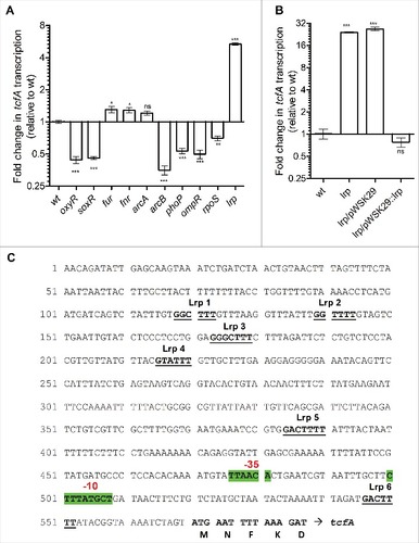 Figure 5. The leucine-responsive regulatory protein (Lrp) is a negative regulator of tcf. S. Infantis 119944 cultures were grown in LB to the stationary phase under microaerobic conditions at 37°C (tcf induction conditions). (A) Total RNA was harvested from S. Infantis 119944 wild-type (wt) and from ten isogenic regulatory mutant strains (oxyR, soxR, fur, fnr, arcA, arcB, phoP, ompR, rpoS and lrp). (B) RNA was extracted from S. Infantis 119944 wild-type, its isogenic lrp null strain, lrp harboring pWSK29 (pWSK29) and lrp complemented with lrp (pWSK29::lrp). All RNA samples were reverse transcribed and subjected to qRT-PCR. The change in the transcription of tcfA (normalized to 16S rRNA) in all strains relative to tcfA expression in the wild-type background is shown. One way Anova with dunnett's test against the wt background was used to determined statistical significance. ns, not significant;# ,P < 0.05; ##, P < 0.01; ###, P <0.001. (C) DNA sequence containing the intergenic region upstream from tcfA was analyzed in-silico. Promoter location including the -10 and -35 boxes was predicted by BPROM highlighted in green and indicated by red text. Six putative Lrp binding sites (Lrp1-6) are numbered, marked in bold and underlined