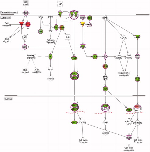 Figure 5. Phosphoproteomic pathway analysis of heat stress induced MET signalling. The protein interaction network was generated from the Ingenuity Pathway Analysis (IPA) (QIAGEN Inc., https://www.qiagenbioinformatics.com/products/ingenuity-pathway-analysis) [Citation28,Citation29]. Ingenuity pathway analysis of quantitative phosphoproteomic data identifies numerous signalling pathways associated with heat stress induced MET signalling (green = increased phosphorylation, red = decreased phosphorylation, grey = neutral, yellow = both increases and decreases).