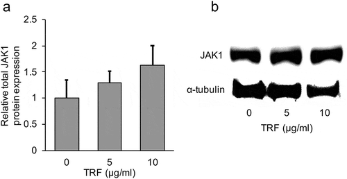 Figure 10. Effect of 0–10 µg/mL TRF treatment on JAK1 protein expression in MG-63 cells after treatment for 24 h.Relative total JAK1 protein expression was analyzed by western blotting and normalized to α-Tubulin (a). One representative western blot is shown (b). Data are mean ± SD, n = 4. Bars with a common letter are not significantly different.