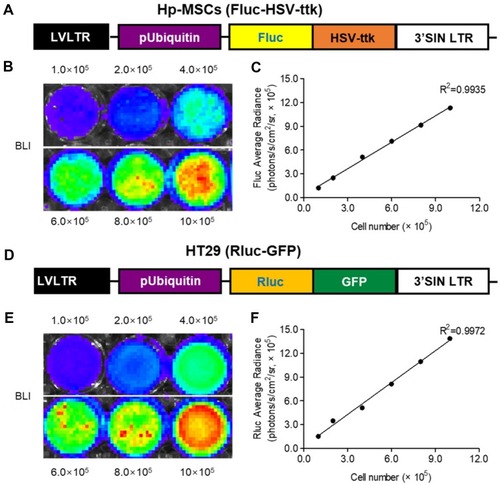 Figure 1 Transduction of hP-MSCs and HT29 cells with DF reporter genes, respectively. (A) The DF reporter gene composed of Fluc and HSV-ttk was driven by an ubiquitin promoter. (B and C) Imaging signals analysis of stably transduced hP-MSCs shows a good correlation between cell numbers and Fluc reporter gene activity in vitro. (D) The DF reporter gene composed of Rluc and eGFP was driven by the ubiquitin promoter. (E and F) The analysis of the image data showed that there was a strong correlation between the cell numbers of HT29 cells and the activity of the Fluc reporter gene, which were stably transfected.Abbreviations: hP-MSCs, human placenta-derived MSCs; DF, double fusion; Fluc, ﬁreﬂy luciferase; HSV-ttk, herpes simplex virus truncated thymidine kinase; Rluc, renilla luciferase; GFP, green ﬂuorescence protein; BLI, bioluminescence imaging; MSC, mesenchymal stem cells.