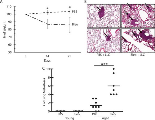 Figure 2. Bleomycin treatment is associated with increased metastases, but only in aged lungs