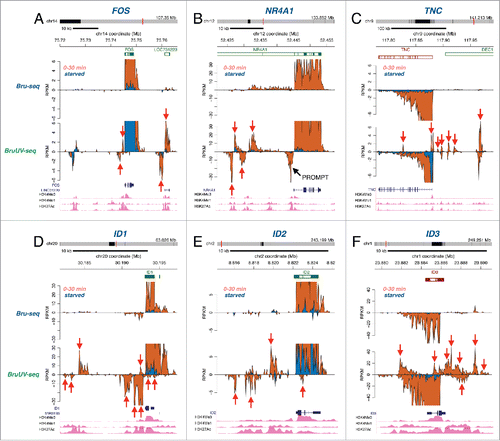 Figure 4. Putative enhancer activation following serum stimulation. Bru-seq (top) and BruUV-seq (bottom) traces are shown for starved (blue) and serum stimulated cells (orange) for (A) FOS, (B) NR4A1, (C) TNC, (D) ID1, (E) ID2, and (F) ID3. Genes are shown on top in green for plus strand genes and red for minus strand genes. Transcripts and histone mark peaks from ENCODE data for normal human lung fibroblasts (NHLF) are shown below. Red arrows point at intergenic transcription peaks enhanced in BruUV-seq compared to Bru-seq, which align with peaks for the enhancer marks H3K4me1 and H3K27ac.