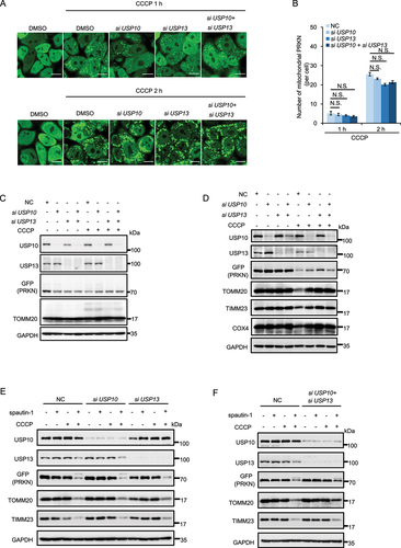 Figure 3. Spautin-1 promotes PINK1-PRKN-mediated mitophagy independent on USP10 and USP13. (A) YPH cells were transfected with siUSP10, siUSP13 and siUSP10 plus siUSP13 for 48 h. The cells were then treated with 5 μM CCCP for indicated time point and subjected to the confocal microscope analysis. Percentage of cells with PRKN mitochondrial translocation was quantified by counting 200 cells from three independent experiments and presented mean ± S.D. as in (B) (N.S., No significance, Student’s t test). Scale bar: 10 μm. (C) YPH cells were transfected with siUSP10, siUSP13 and siUSP10 plus siUSP13 for 48 h. The cells were treated with 5μM CCCP for 2 h. The cells were harvested and subjected to Western blotting analysis. (D) YPH cells were transfected with siUSP10, siUSP13 and siUSP10 plus siUSP13 for 48 h. The cells were then treated with 2.5 μM CCCP for 18 h and subjected to western blotting analysis. (E and F) YPH cells were transfected with siUSP10, siUSP13 and siUSP10 plus siUSP13 for 48 h. The cells were pretreated with 20 μM spautin-1 for 6 h, and then treated with or without 2.5 μM CCCP for 18 h. The cells were harvested and subjected to western blotting analysis.