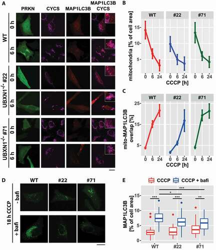 Figure 9. Loss of UBXN1 negatively impacts mitophagic flux. (A) HeLa cells (WT) and HeLa UBXN1-/- clone 22 (#22) and clone 71 (#71) cells transfected with expression plasmids for mCherry-MAP1LC3B and YFP-PRKN and treated with 25 µM CCCP for 6 h were fixed and stained using mouse anti-CYCS antibodies and imaged by confocal microscopy. Shown are representative images from three independent experiments. Scale bar: 20 µm. (B) Loss of mitochondrial mass was determined in images of panel A. Shown is the mean mitochondrial area from 32 to 51 cells per condition from three independent experiments. (C) Overlap between CYCS and MAP1LC3B as determined in images of panel A. Shown are mean percent mitochondrial area overlapping with MAP1LC3B from 32 to 51 cells per condition from three independent experiments. (D) HeLa cells (WT) and cells of HeLa UBXN1-/- clone 22 (#22) and HeLa UBXN1-/- clone 71 (#71) were transfected with expression plasmids for GFP-MAP1LC3B and mCherry-PRKN, treated with 25 µM CCCP or 25 µM CCCP plus 100 nM bafilomycin A1 for 18 h. After fixation, cells were and imaged by confocal microscopy. Scale bar: 20 µm. (E) Using image analysis on confocal images of panel D, the density of GFP-MAP1LC3B dots as measure of autolysosome area per cell was determined. The boxplot represents data from 28 to 40 cells per condition.