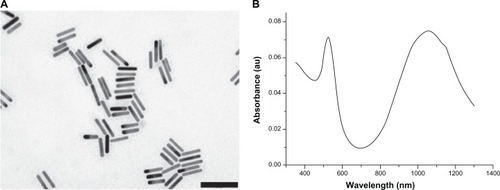 Figure 3 (A and B) Characterization of the polyethylene glycol–coated gold nanorods. (A) Transmission electron microscopy image (scale bar is 100 nm); (B) ultraviolet-visible near-infrared absorption spectrum.