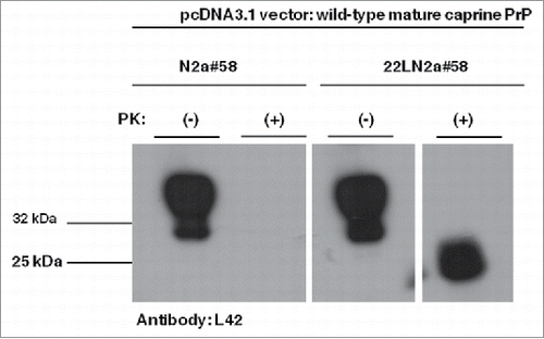 FIGURE 2. Murine-caprine chimeric PrP molecules harboring the wild type mature caprine PrP sequence are converted to partially resistant to Proteinase K treatment moieties in the murine scrapie-infected 22LN2a#58 cells. Western blot analysis on cell lysates from scrapie-infected (22LN2a#58) or non-scrapie infected (N2a#58) cells expressing murine-caprine chimeric PrP molecules harboring the wild type mature caprine PrP sequence after transient transfection with the corresponding vector. Two days after transfection cells were lysed; lysates were either treated with Proteinase K (PK+) or not (PK-), and proteins were methanol precipitated. Protein pellets were resuspended in sample buffer, analyzed by SDS-PAGE, electrotransferred on a PVDF membrane and probed with the sheep/goat PrP-specific L42 antibody (dilution 1/10). The secondary antibody (GAM-HRP) was used at a 1/10,000 dilution. The blot was developed on autoradiography film, with enhanced chemiluminesence (ECL). For PK treatment 0.75 μgs PK/mg total protein were used for 1 h at 37°C, with agitation; reaction was stopped with addition of PMSF. Analyzed protein loads correspond to 10 μgs for PK(-) samples and to the equivalent of 100 μgs before PK-treatment for PK(+) samples. Pertinent Molecular Weight Markers are indicated. An L42 immunopositive band at ∼25 kDa is detected in PK-treated lysates from scrapie-infected cells, while it is absent from scrapie-free cells, indicating that the exogenously expressed PrP undergoes conformational rearrangement in the scrapie-infected cells, which results in partial resistance to PK.