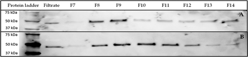 Figure 3. Western blot detection of Flotillin-1 in a non-fractionated filtrate after UF and UF-SEC fractions. (a) An equal volume of UF-SEC fractions 7 through 14 (37.5 µL) was loaded; (b) An equal amount of proteins (350 ng) was loaded of each UF-SEC fraction.