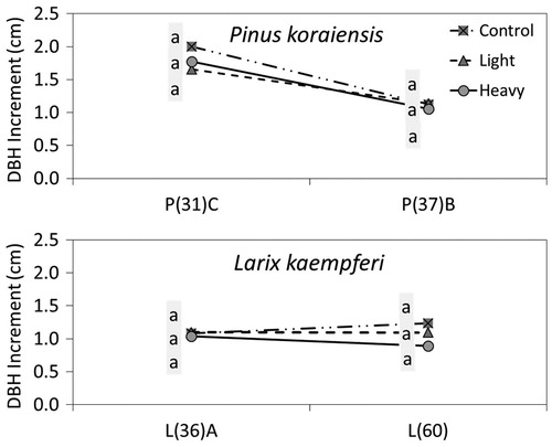 Figure 4. DBH increment by thinning intensity for 3 years showing that the increment is greater in control plots light or heavy thinning plots by species; P and L on the x-axis stand for Pinus densiflora and Larix kaempferi respectively and the number in parenthesis followed by P or K means tree age.