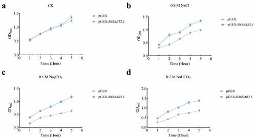 Figure 7. The growth rate of E. coli cells with the expression of B46NRT2.1 or not under different salt treatment. The protein expression strain BL21 was transformed by PGEX vector or pGEX-B46NRT2.1 plasmid. These E. coli cells were induced by 1 mM IPTG for 1,2,3,4,5 h under different salt treatment, and then the growth rate of them were measured using spectrometer (OD600). A. No salt treatment (CK). B. 0.8 M NaCl treatment. C. 0.1 M Na2CO3 treatment. D. 0.2 M NaHCO3 treatment.