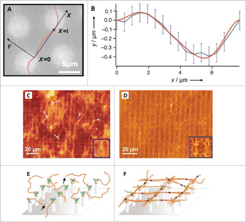 Figure 4. Assembly of actin filaments on pillar substrates. (A) Thermally fluctuating actin filament extending between 2 epoxy pillars. (B) Fit of filament positions. (C) and (D) Fluorescence images of actin filaments on silicon pillars before and after the introduction of actin cross-linker filamin, respectively. (E) and (F) Schematics of actin filament orientations before and after filamin, respectively. Reproduced from ref. Citation75 with permission. © 2003 Wiley Publishing Group.