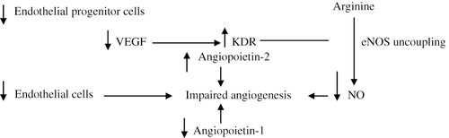 Figure 2. Impaired angiogenesis in type 2 diabetic nephropathy.